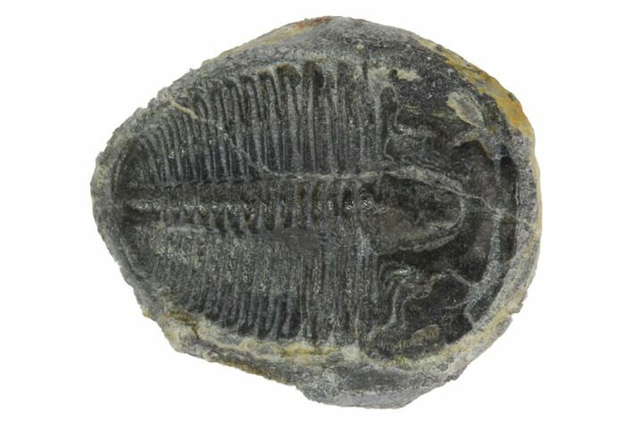 Elrathia Trilobite Fossil - Utah #96993